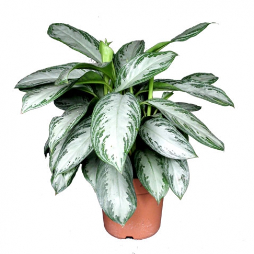 Аглаонема Силвер Бей