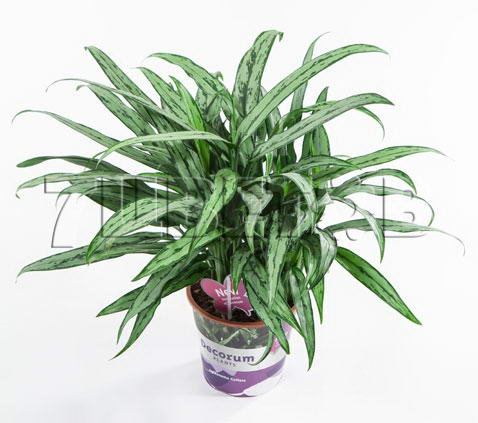 Аглаонема Катлесс