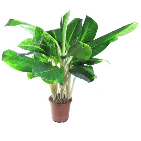 Аглаонема Кинг оф Сиам