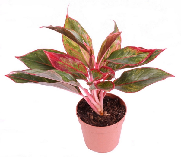 Аглаонема Крит