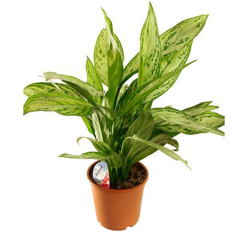 Аглаонема Сильвер Квин