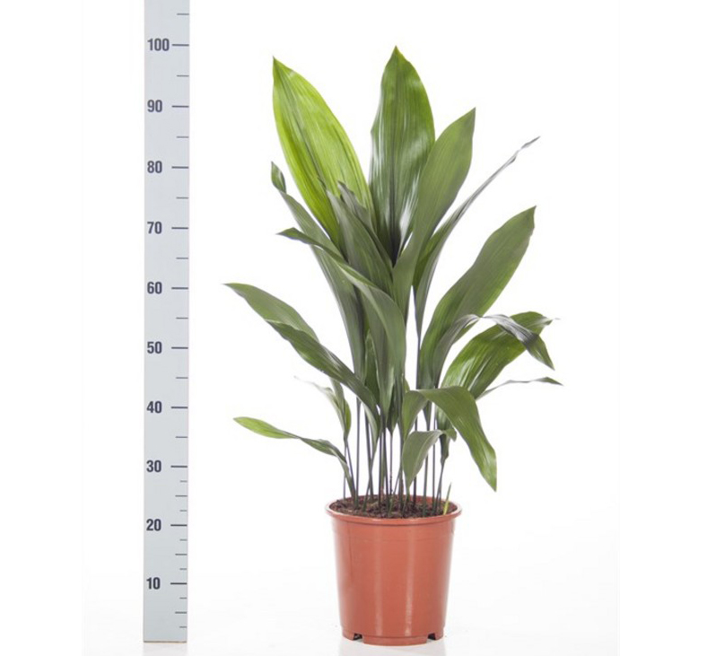 Аспидистра Элатиор