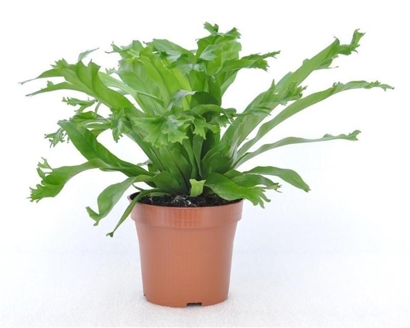 Асплениум Ами