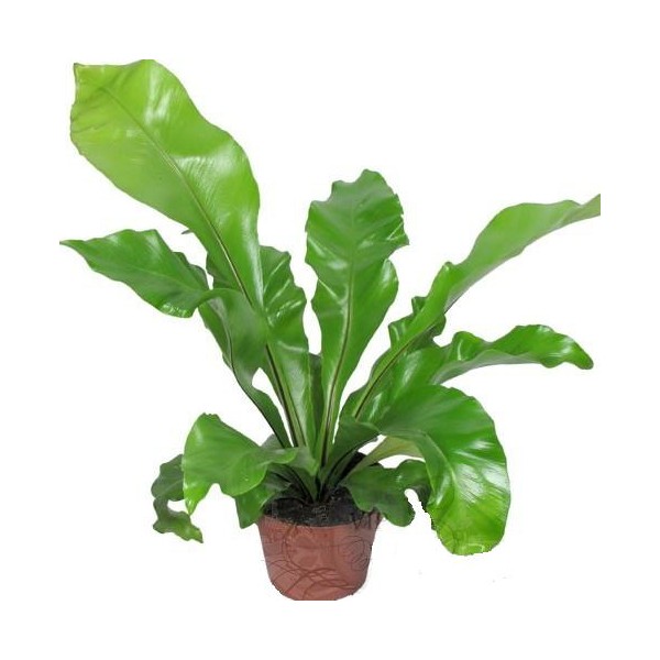 Асплениум Нидус