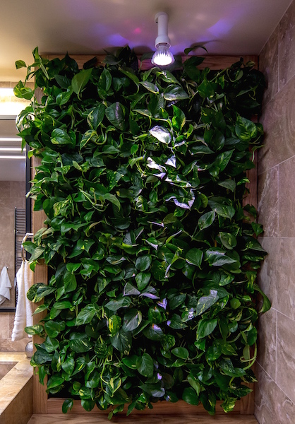 Фитобоксы с живыми растениями