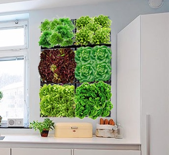 Городской огород