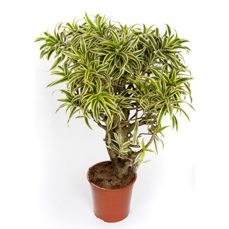 Драцена Рефлекса Сонг оф Индия