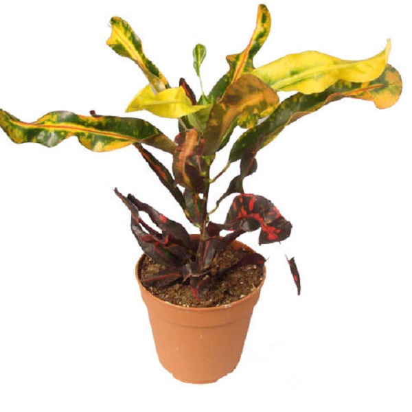 Кодиеум Мамми