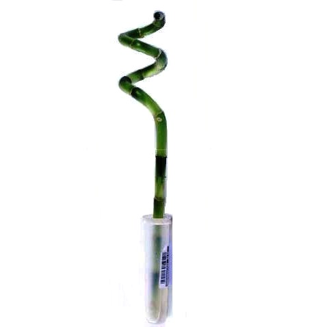 Бамбук Лаки в пробирке