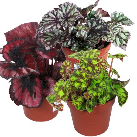 Бегония Блад Мэджик микс