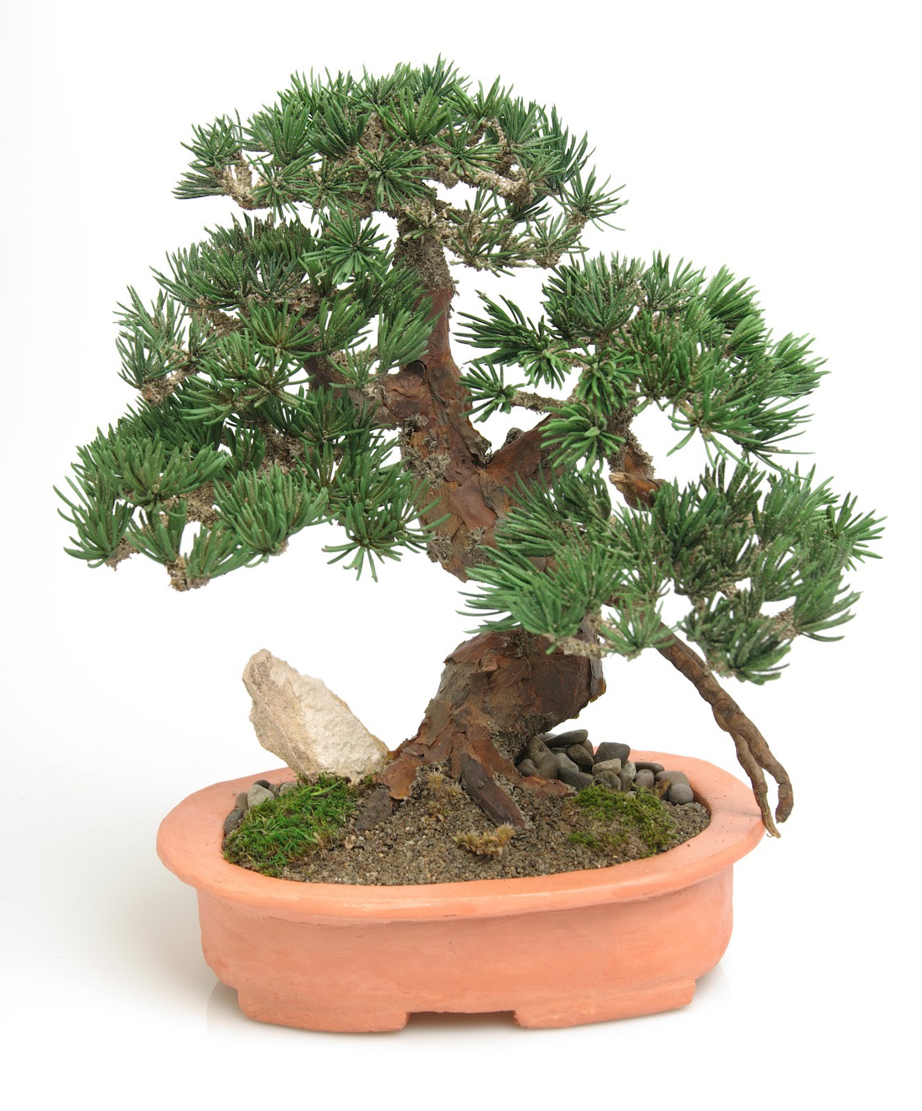 Бонсай микс