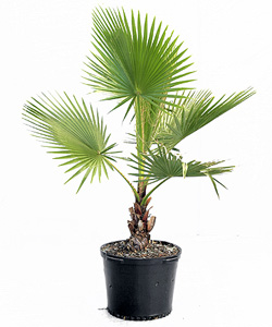 Вашингтония