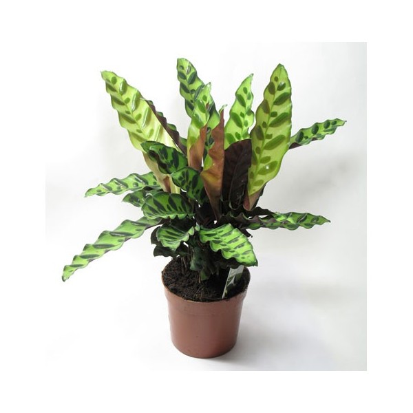 Калатея лансифолия