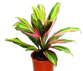 Кордилина Киви