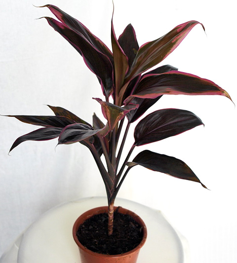 Кордилина Танго