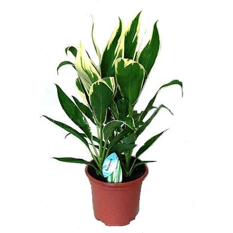 Кордилина Фруктикоза Конга