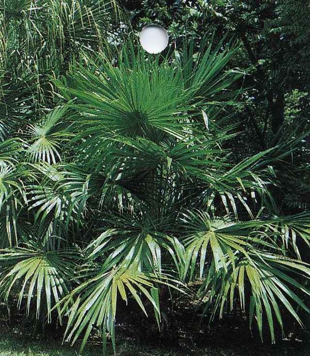 Ливистона Аустралис