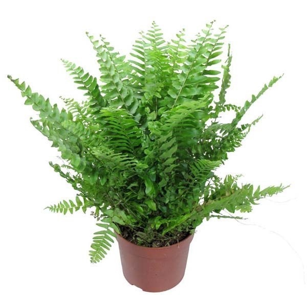 Нефролепис Бостон