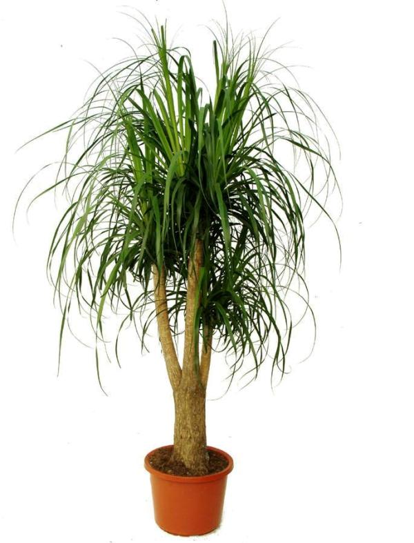 Нолина разветвленная