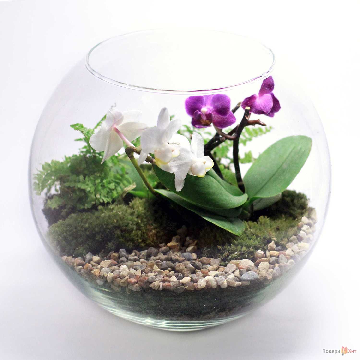 Аспидистра Элатиор