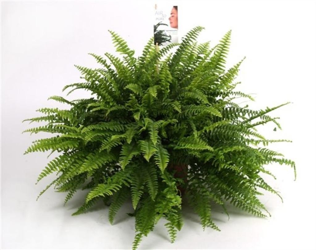 Нефролепис Бостон