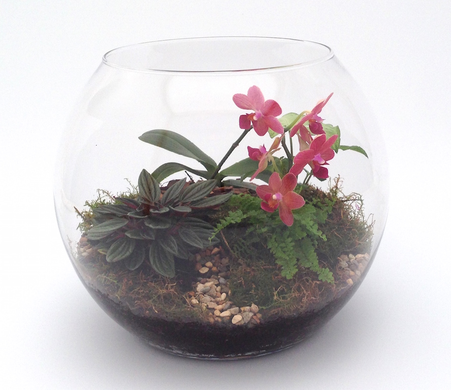 Флорариум "Дикая Орхидея"