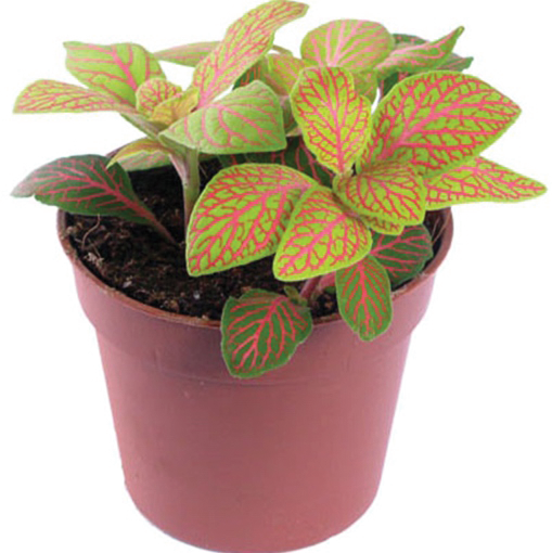 Растения для флорариума