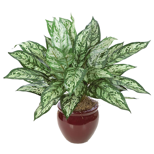 Декоративно-лиственные