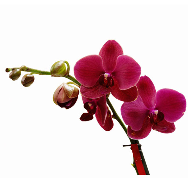 Орхидея Фаленопсис