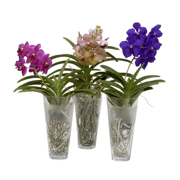 Орхидея Ванда