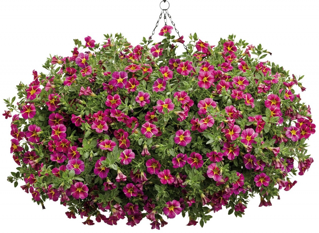 Ампельные растения