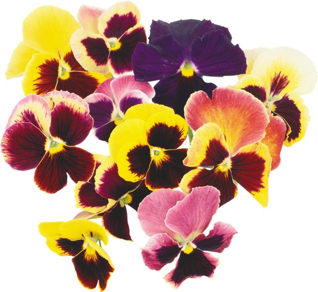 Растения для клумб