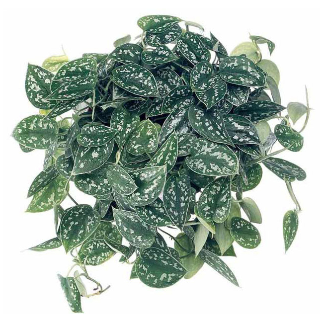 Растения для вертикального озеленения