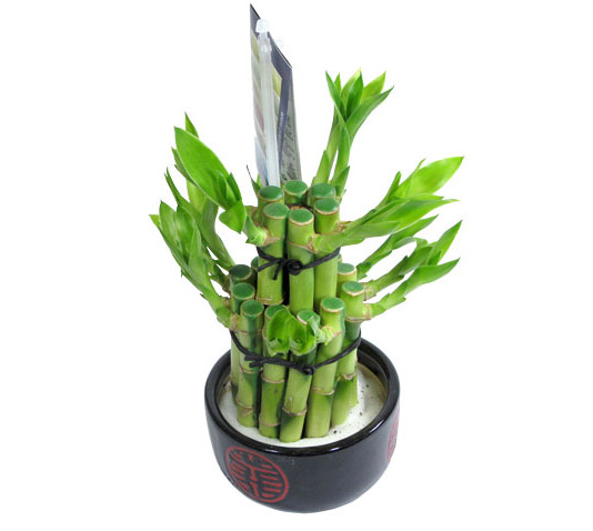 Бамбук Лаки 