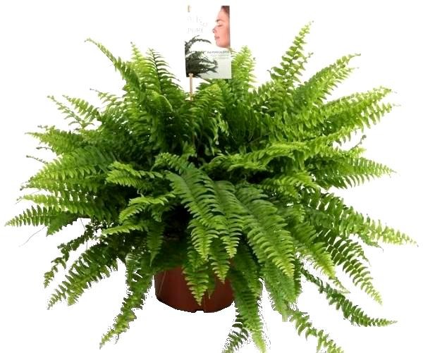 Нефролепис